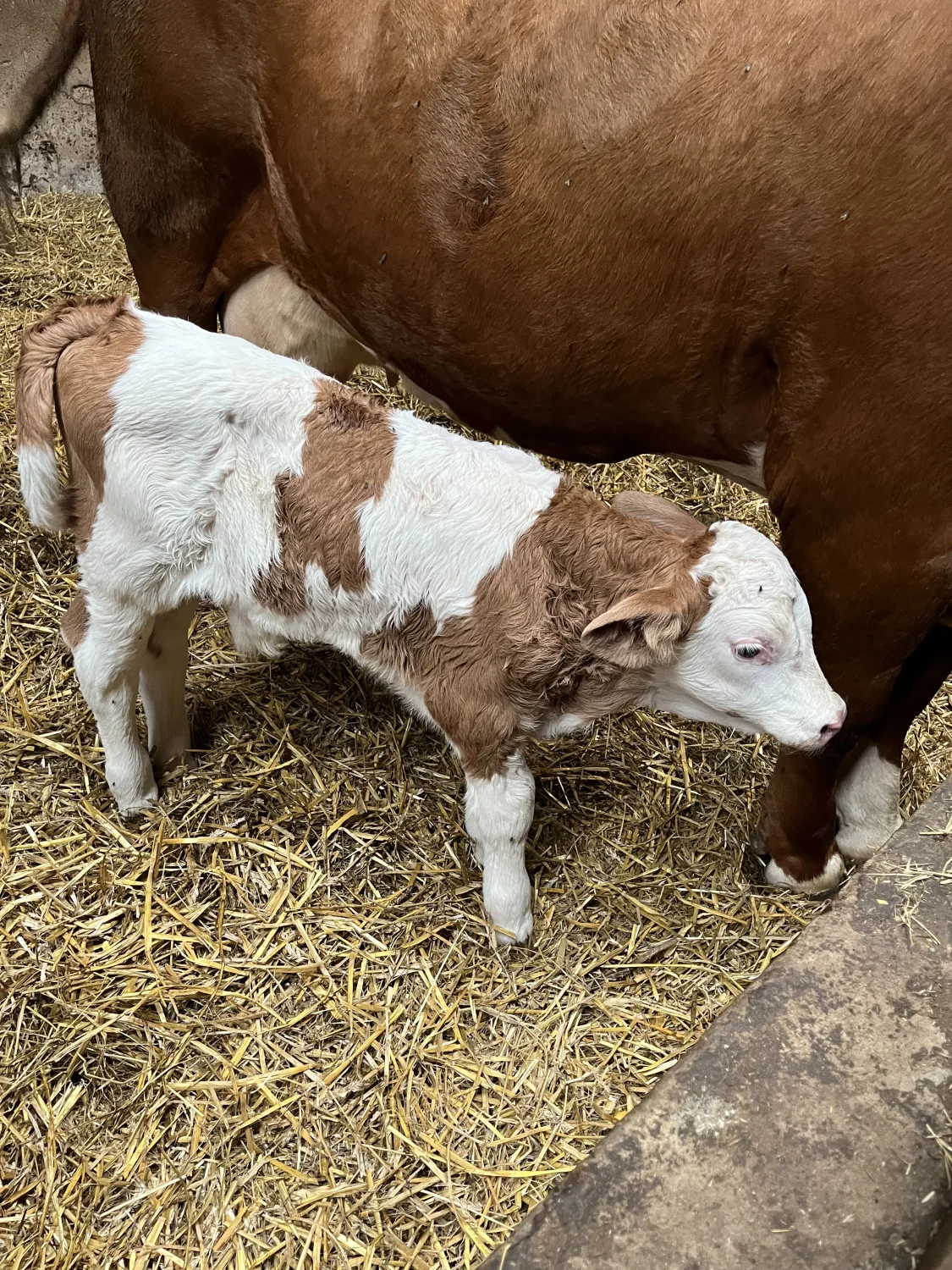 Tierfarm von Ferienhof Theede