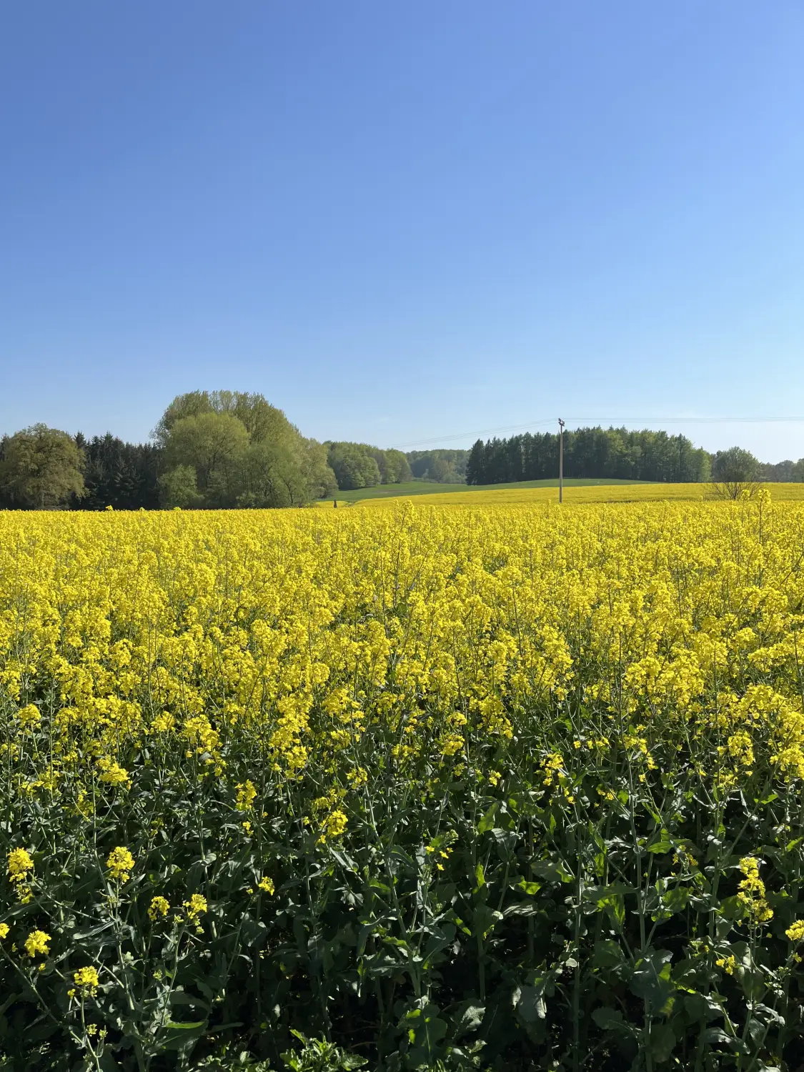 Jägerstüble von Ferienhof Theede