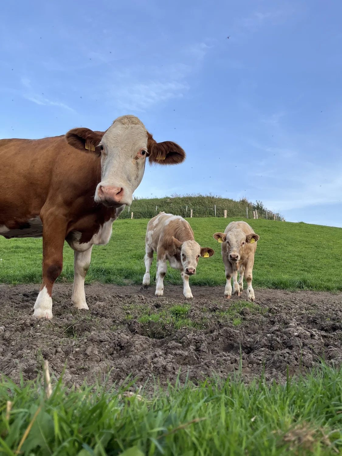 Tierfarm von Ferienhof Theede