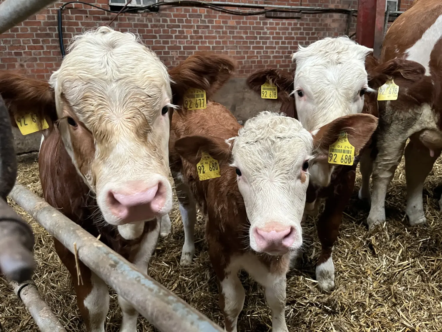 Tierfarm von Ferienhof Theede